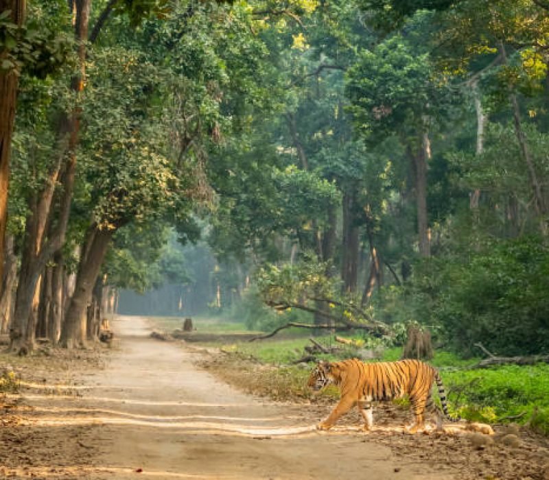 wild bengal male tiger or panthera tigris side profile in natural green scenic background crossing dhikala main road in evening safari at jim corbett national park forest reserve uttarakhand india